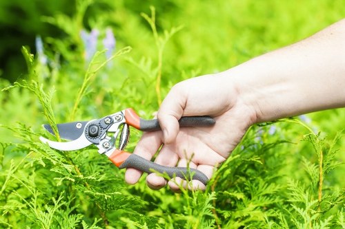 Professional arborist pruning branches for a Camberwell property